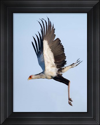 Framed Secretary Bird, Serengeti National Park, Tanzania Print
