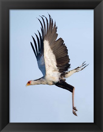 Framed Secretary Bird, Serengeti National Park, Tanzania Print