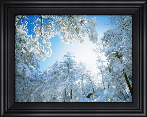 Framed Cleveland National Forest, CA Print