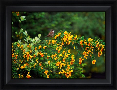 Framed Song Sparrow Bird Print