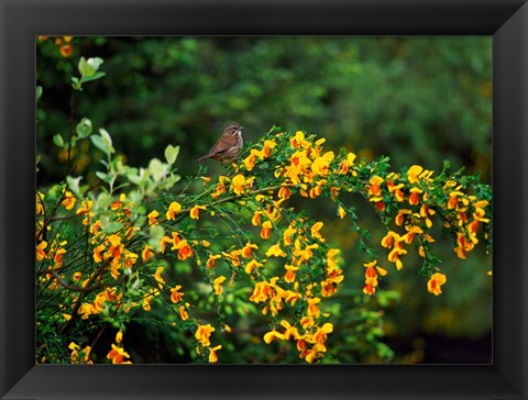 Framed Song Sparrow Bird Print