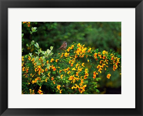 Framed Song Sparrow Bird Print