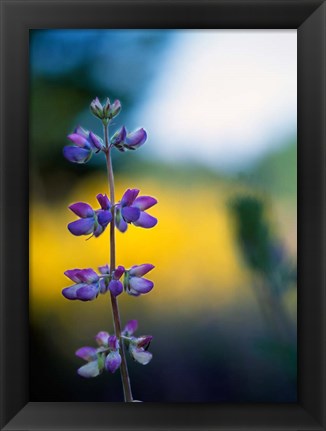 Framed Lupine Flower Blossoms Print