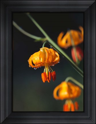 Framed Columbia Lily Flower Blossoms Print