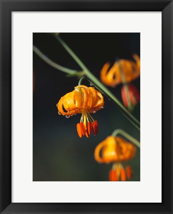 Framed Columbia Lily Flower Blossoms Print