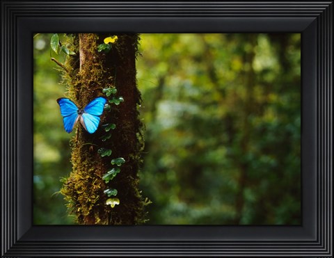 Framed Blue Morpho Butterfly, Costa Rica Print