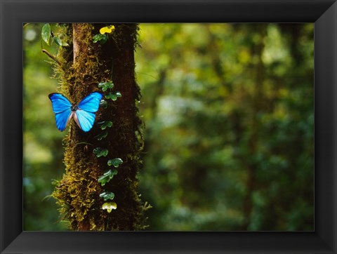 Framed Blue Morpho Butterfly, Costa Rica Print