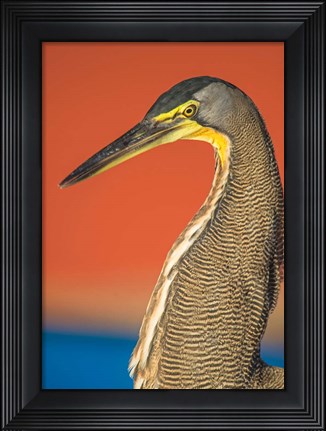 Framed Bare-Throated Tiger Heron, Tortuguero, Costa Rica Print