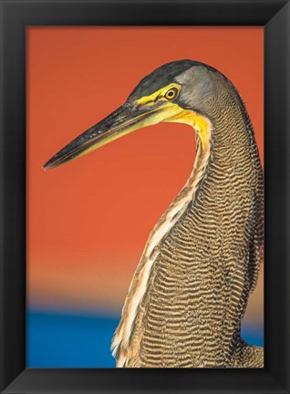 Framed Bare-Throated Tiger Heron, Tortuguero, Costa Rica Print