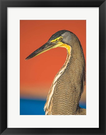 Framed Bare-Throated Tiger Heron, Tortuguero, Costa Rica Print