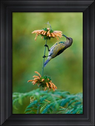 Framed Malachite Sunbird, Usambara Mountains, Tanzania Print