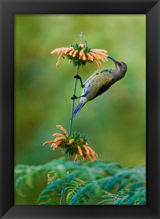 Framed Malachite Sunbird, Usambara Mountains, Tanzania Print