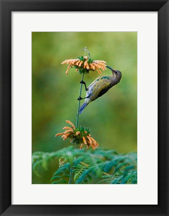 Framed Malachite Sunbird, Usambara Mountains, Tanzania Print
