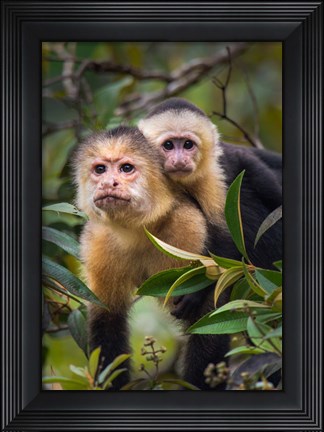 Framed White-Throated Capuchin Monkeys (Cebus capucinus) on tree, Tortuguero, Costa Rica Print
