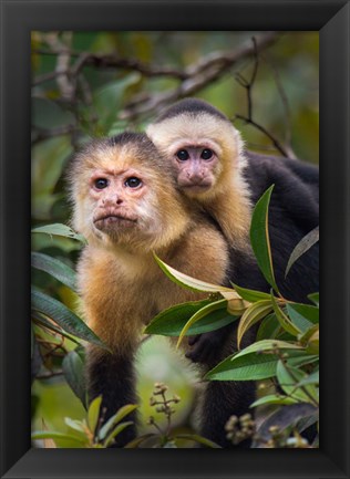 Framed White-Throated Capuchin Monkeys (Cebus capucinus) on tree, Tortuguero, Costa Rica Print