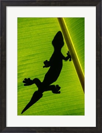 Framed Leopard Gecko, Tortuguero, Costa Rica Print