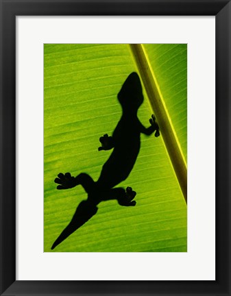 Framed Leopard Gecko, Tortuguero, Costa Rica Print