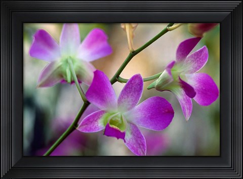 Framed Cattleya Orchid Flower Blossoms Print