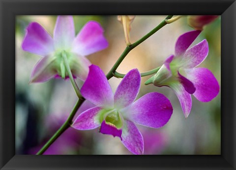 Framed Cattleya Orchid Flower Blossoms Print