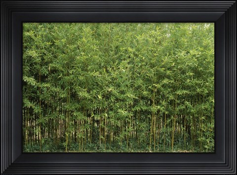 Framed Bamboo Trees in a Forest, Fukuoka, Kyushu, Japan Print