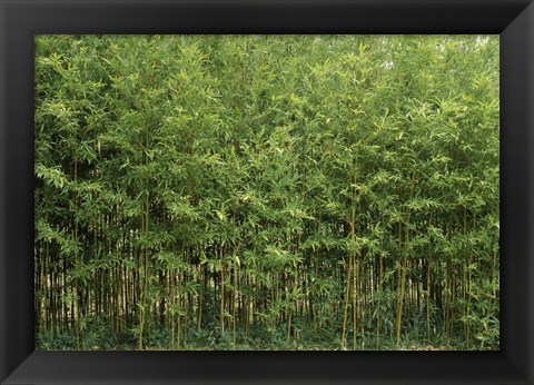Framed Bamboo Trees in a Forest, Fukuoka, Kyushu, Japan Print