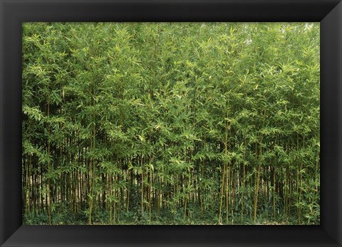 Framed Bamboo Trees in a Forest, Fukuoka, Kyushu, Japan Print