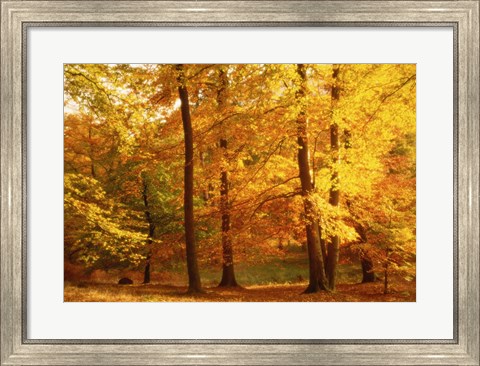 Framed Autumn Trees, Cumbria, England Print