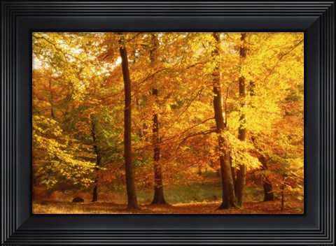 Framed Autumn Trees, Cumbria, England Print