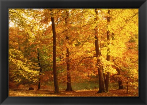 Framed Autumn Trees, Cumbria, England Print