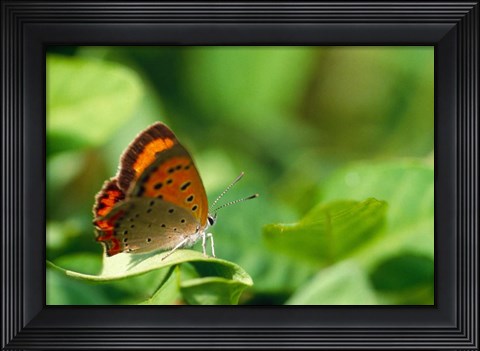 Framed Butterfly on a Leaf Print
