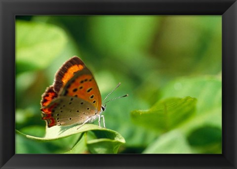 Framed Butterfly on a Leaf Print