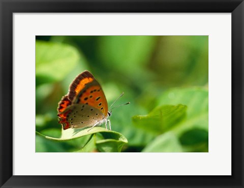 Framed Butterfly on a Leaf Print