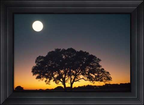 Framed Full Moon Over Silhouetted Tree Print
