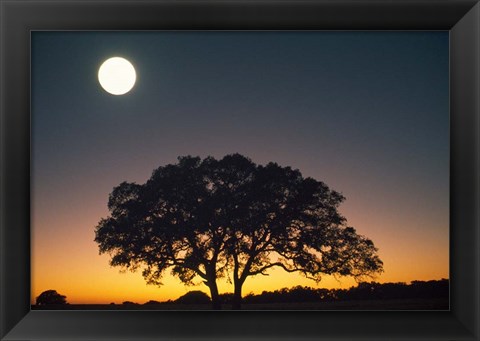 Framed Full Moon Over Silhouetted Tree Print