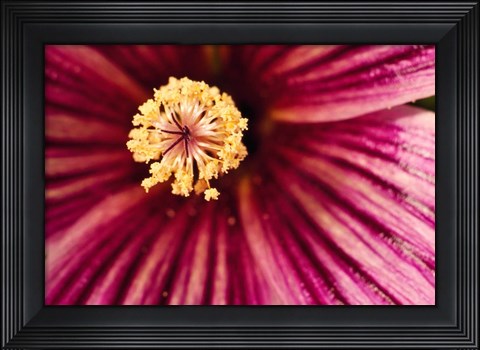 Framed Tree Mallow Pistil-Stamen Print