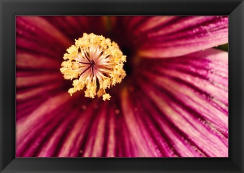 Framed Tree Mallow Pistil-Stamen Print