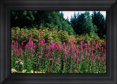 Framed Pink Fireweed Wildflowers, Alaska Print