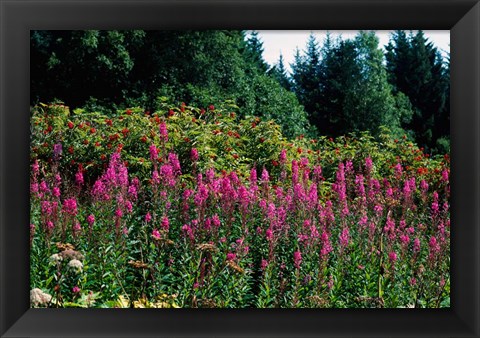 Framed Pink Fireweed Wildflowers, Alaska Print