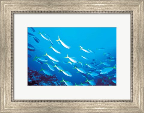 Framed School of Fish Underwater Print