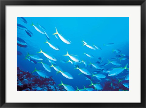 Framed School of Fish Underwater Print