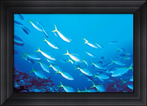 Framed School of Fish Underwater Print