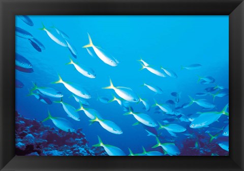 Framed School of Fish Underwater Print