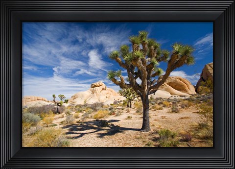 Framed Joshua Tree Shadow Print