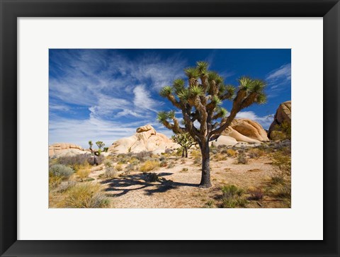 Framed Joshua Tree Shadow Print