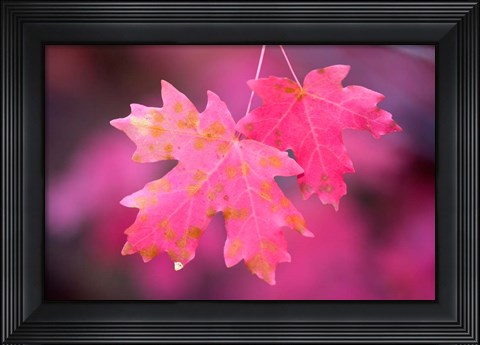 Framed Autumn Color Maple Tree Leaves Print
