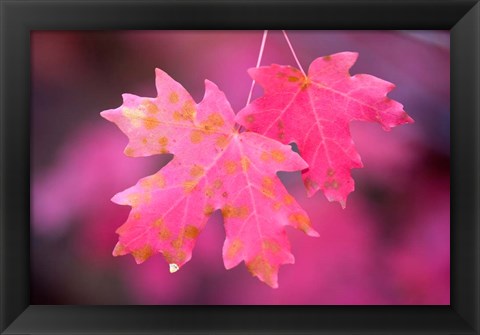 Framed Autumn Color Maple Tree Leaves Print