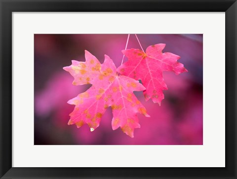 Framed Autumn Color Maple Tree Leaves Print