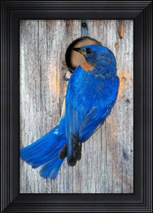 Framed Male Eastern Bluebird Print