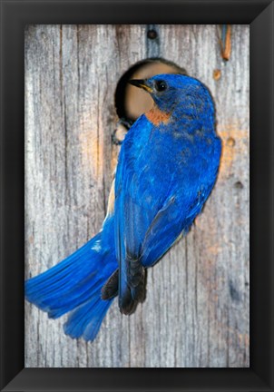 Framed Male Eastern Bluebird Print