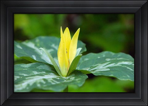 Framed Yellow Trillium Flower, Tennessee Print